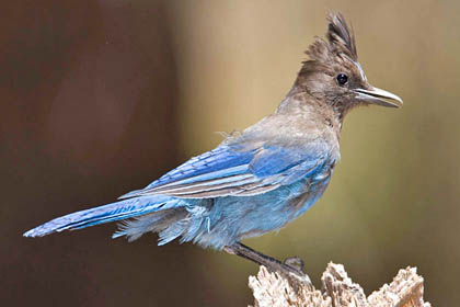 Steller's Jay (juvenile)