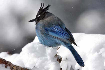 Steller's Jay Picture @ Kiwifoto.com