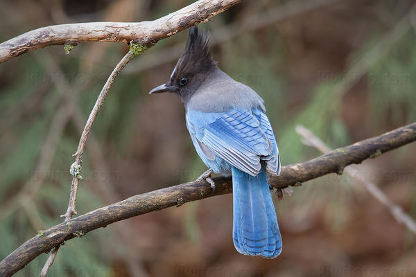 Steller's Jay Picture @ Kiwifoto.com