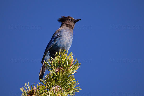 Steller's Jay Photo @ Kiwifoto.com