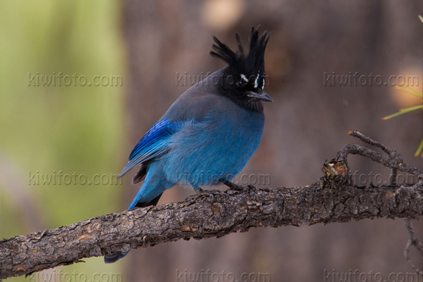 Steller's Jay Photo @ Kiwifoto.com