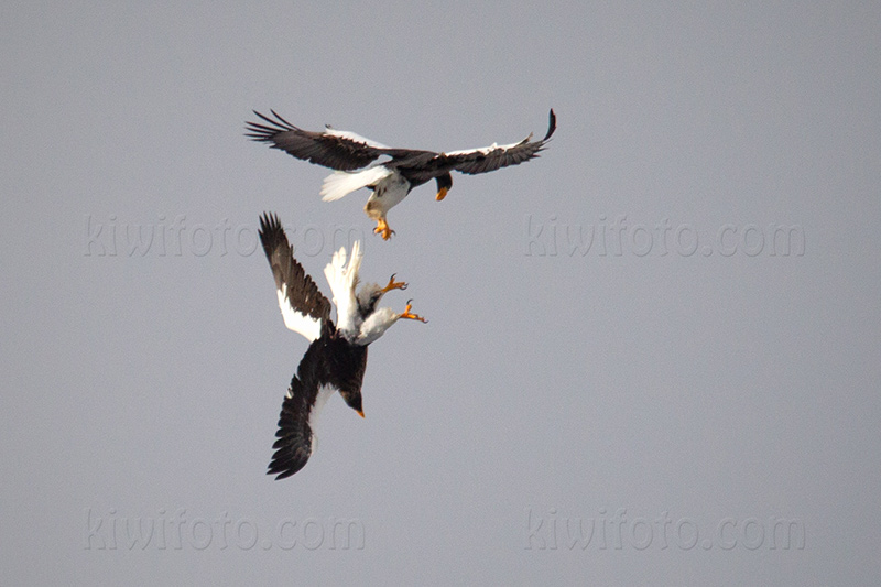 Steller's Sea-eagle Photo @ Kiwifoto.com