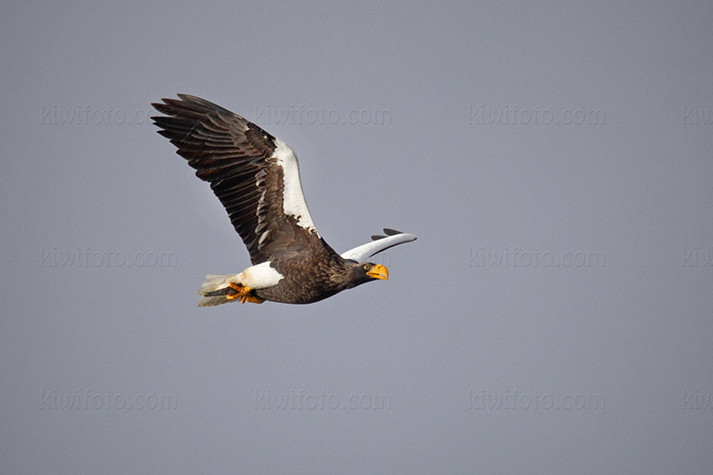 Steller's Sea-eagle Image @ Kiwifoto.com