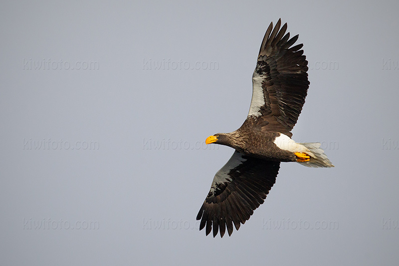 Steller's Sea-eagle Photo @ Kiwifoto.com