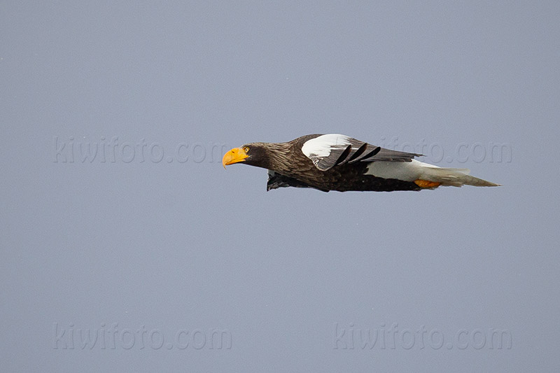 Steller's Sea-eagle Photo @ Kiwifoto.com