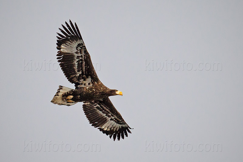 Steller's Sea-eagle Photo @ Kiwifoto.com
