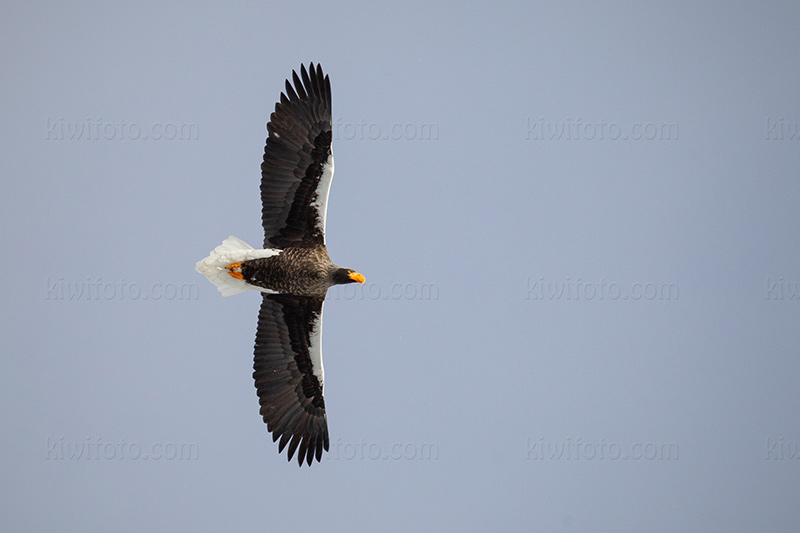 Steller's Sea-eagle Picture @ Kiwifoto.com