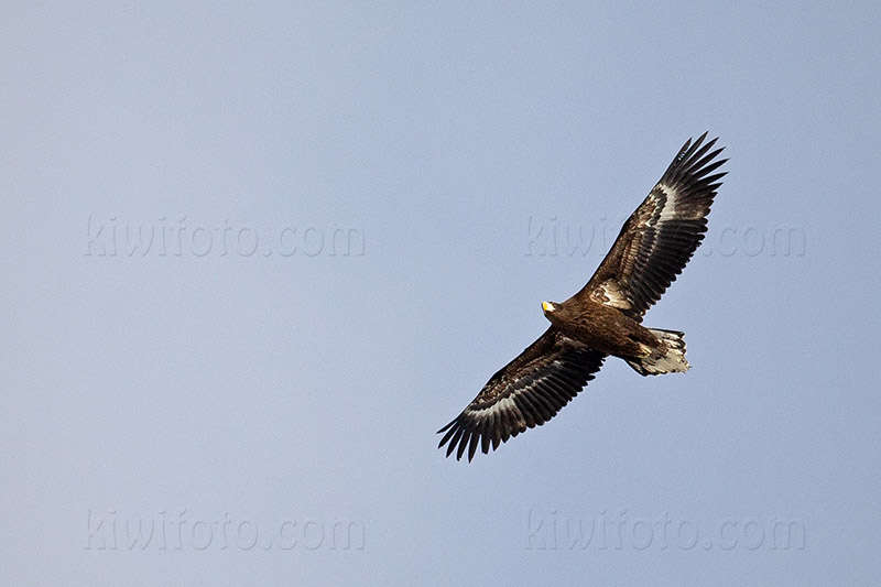 Steller's Sea-eagle Image @ Kiwifoto.com