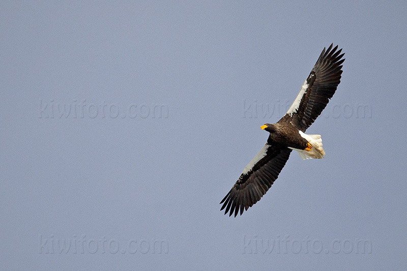 Steller's Sea-eagle Photo @ Kiwifoto.com