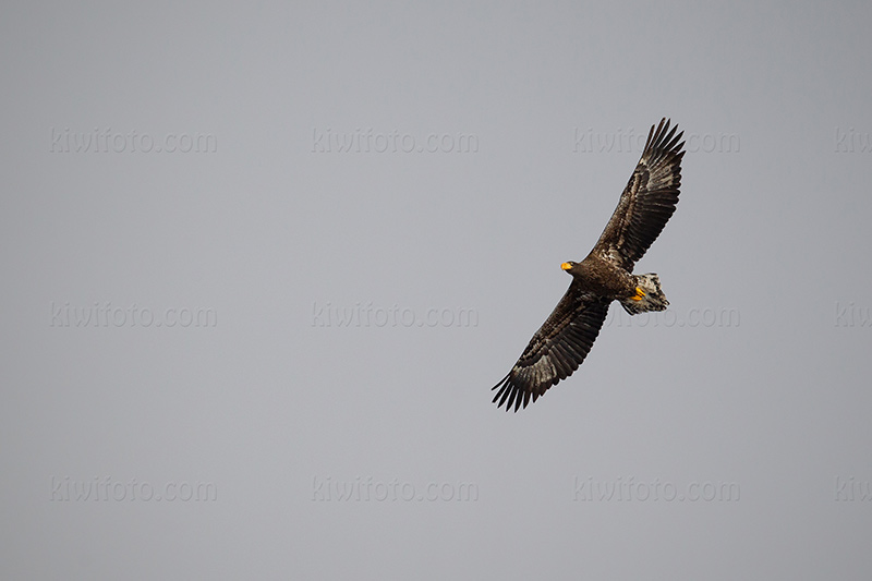 Steller's Sea-eagle Picture @ Kiwifoto.com