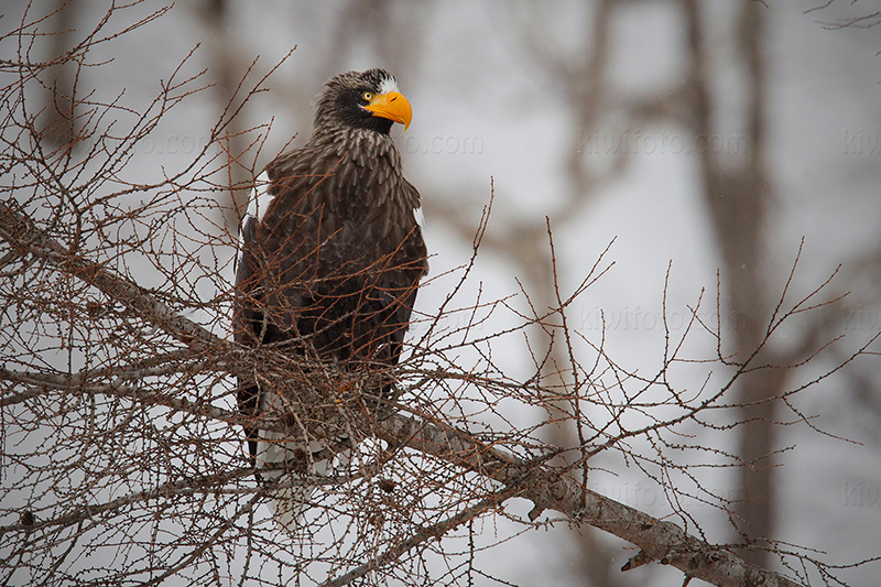 Steller's Sea-eagle Image @ Kiwifoto.com