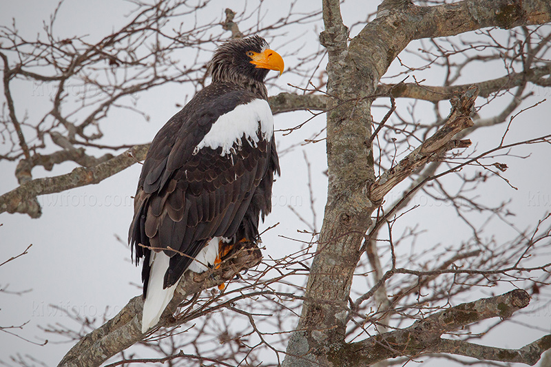 Steller's Sea-eagle Photo @ Kiwifoto.com