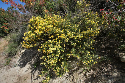 Sticky Monkey Flower Picture @ Kiwifoto.com