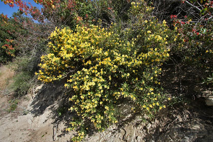 Sticky Monkey Flower Image @ Kiwifoto.com