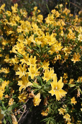 Sticky Monkey Flower Image @ Kiwifoto.com