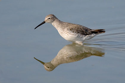Stilt Sandpiper Picture @ Kiwifoto.com