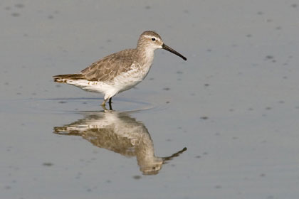 Stilt Sandpiper