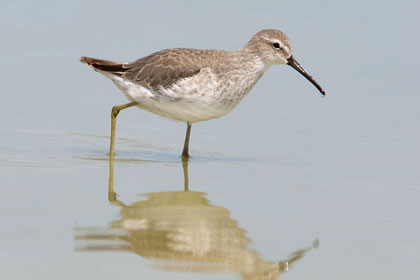 Stilt Sandpiper Picture @ Kiwifoto.com