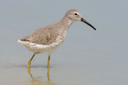 Stilt Sandpiper Picture @ Kiwifoto.com