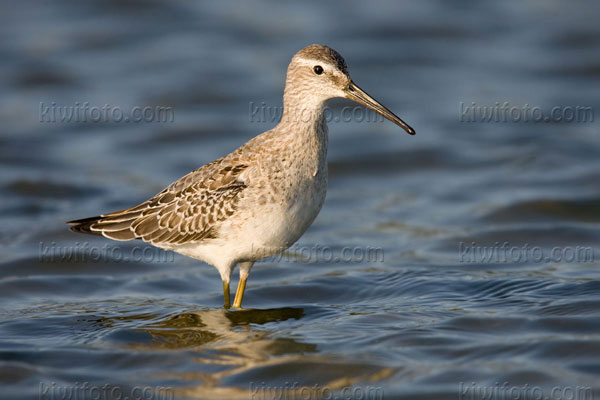 Stilt Sandpiper Photo @ Kiwifoto.com