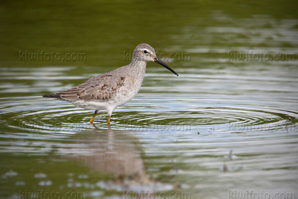 Stilt Sandpiper Photo @ Kiwifoto.com