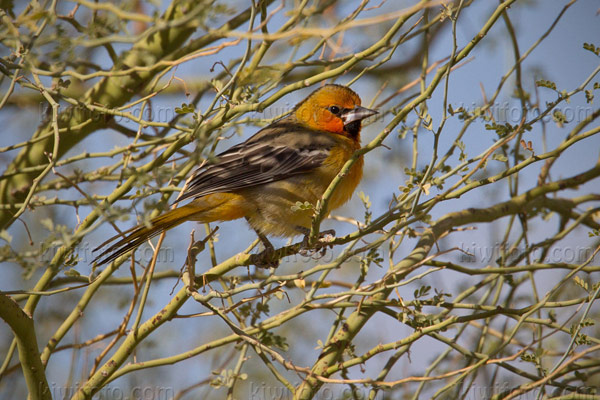 Streak-backed Oriole Picture @ Kiwifoto.com