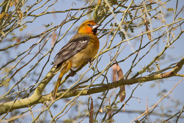 Streak-backed Oriole Image @ Kiwifoto.com