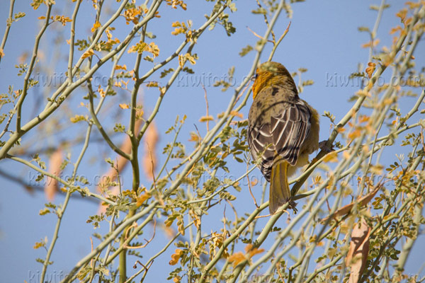 Streak-backed Oriole Image @ Kiwifoto.com