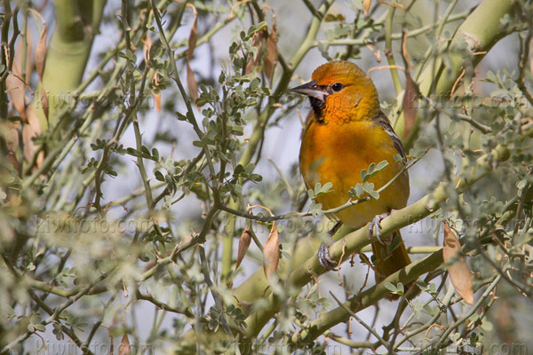 Streak-backed Oriole Picture @ Kiwifoto.com