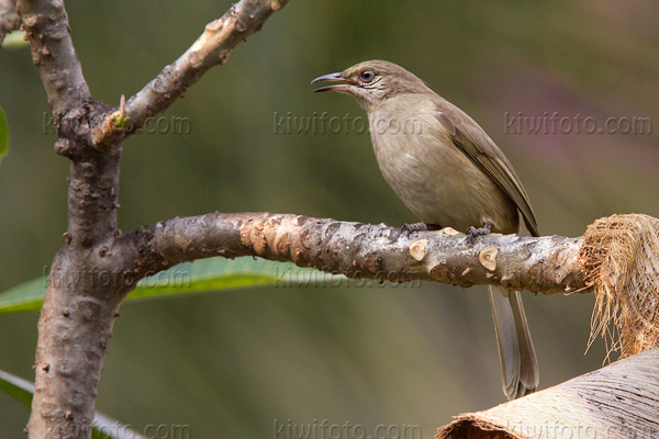 Streak-eared Bulbul Image @ Kiwifoto.com