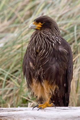 Striated Caracara Image @ Kiwifoto.com