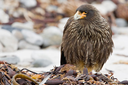 Striated Caracara Image @ Kiwifoto.com