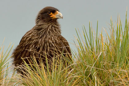 Striated Caracara Photo @ Kiwifoto.com