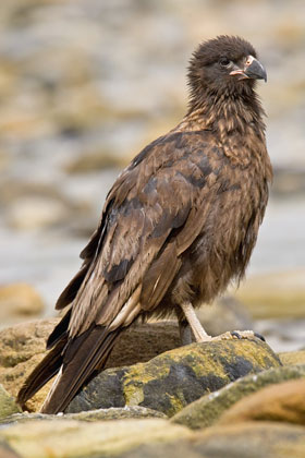 Striated Caracara Image @ Kiwifoto.com