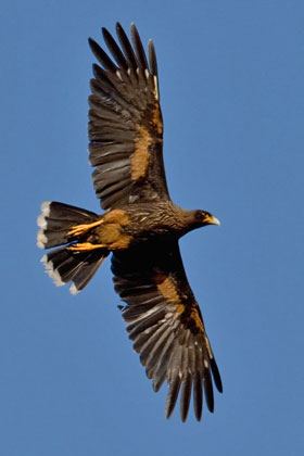 Striated Caracara