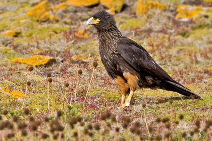 Striated Caracara Picture @ Kiwifoto.com