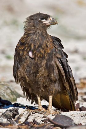 Striated Caracara Photo @ Kiwifoto.com