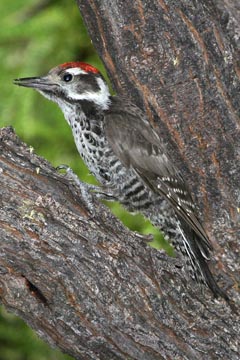 Strickland's Woodpecker Photo @ Kiwifoto.com