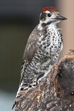 Strickland's Woodpecker Image @ Kiwifoto.com