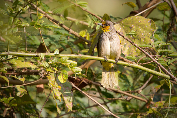 Stripe-throated Bulbul Photo @ Kiwifoto.com