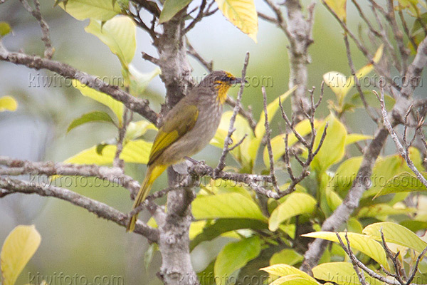 Stripe-throated Bulbul Picture @ Kiwifoto.com