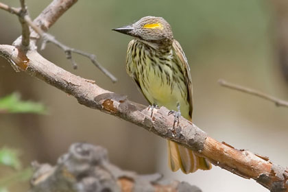 Sulphur-bellied Flycatcher Image @ Kiwifoto.com