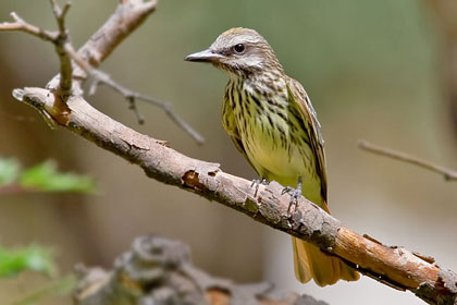 Sulphur-bellied Flycatcher Image @ Kiwifoto.com