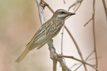 Sulphur-bellied Flycatcher Image @ Kiwifoto.com