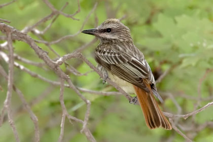 Sulphur-bellied Flycatcher Picture @ Kiwifoto.com