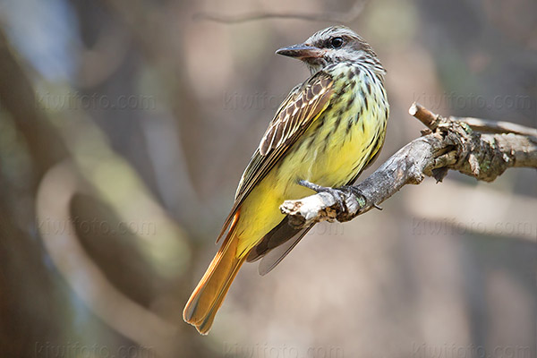 Sulphur-bellied Flycatcher Image @ Kiwifoto.com