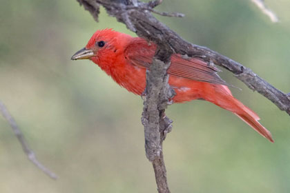 Summer Tanager Photo @ Kiwifoto.com