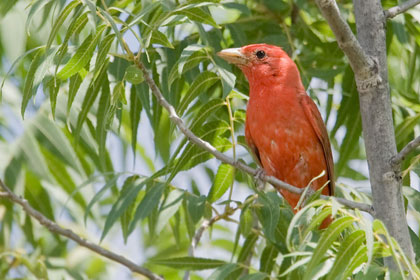 Summer Tanager Picture @ Kiwifoto.com