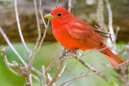 Summer Tanager Picture @ Kiwifoto.com
