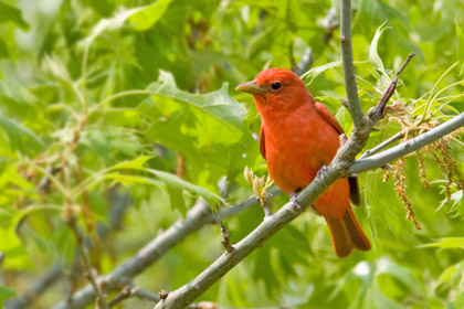 Summer Tanager Photo @ Kiwifoto.com